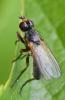 Nanna fasciata